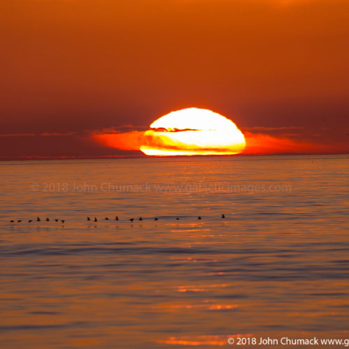 Sunset close-up with sea birds