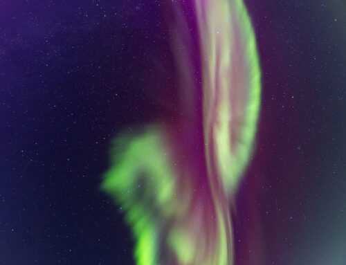 Aurora Bird walking the horizon in Alaska – 03-22-2025
