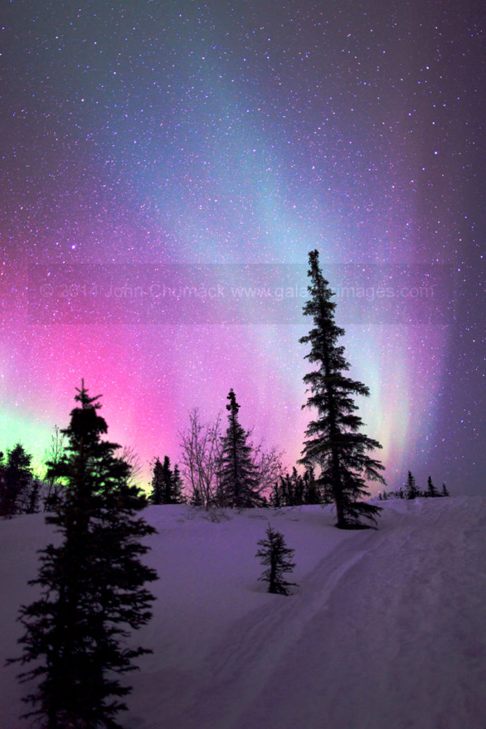Alaskan Aurora Pines Photo #2643